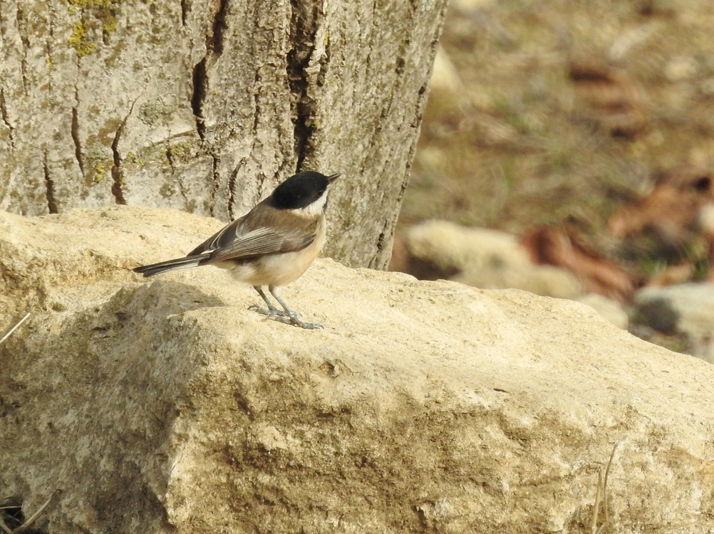 Kayın baştankarası