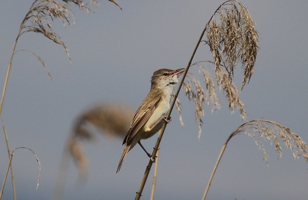 Büyük kamışçın