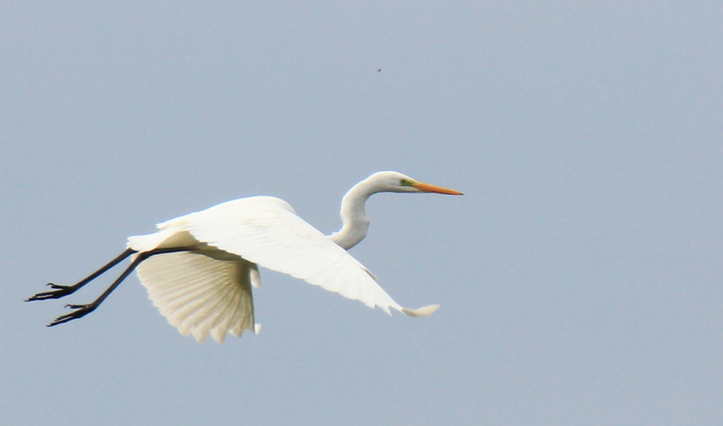 Büyük ak balıkçıl