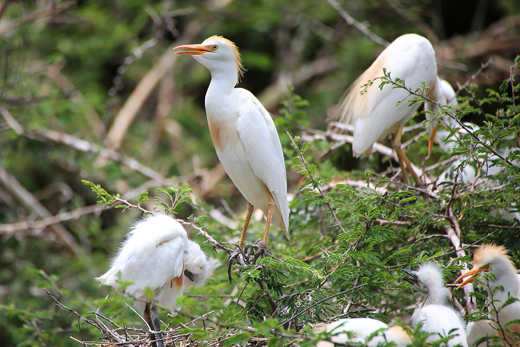 Sığır balıkçılı