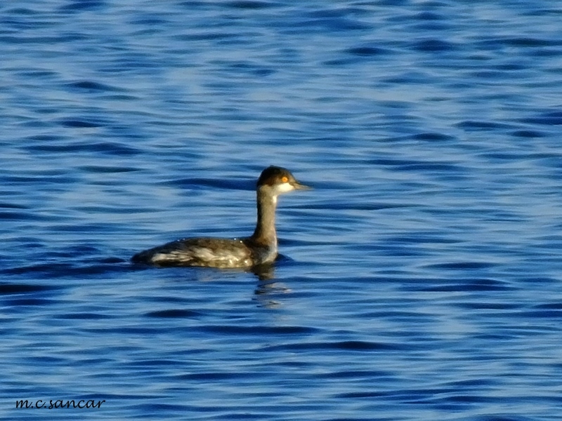 Karaboyunlu batağan