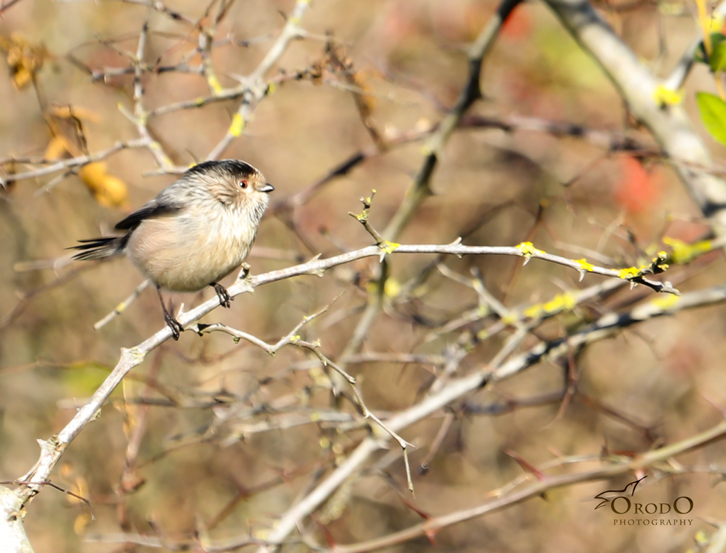 Uzunkuyruklu baştankara