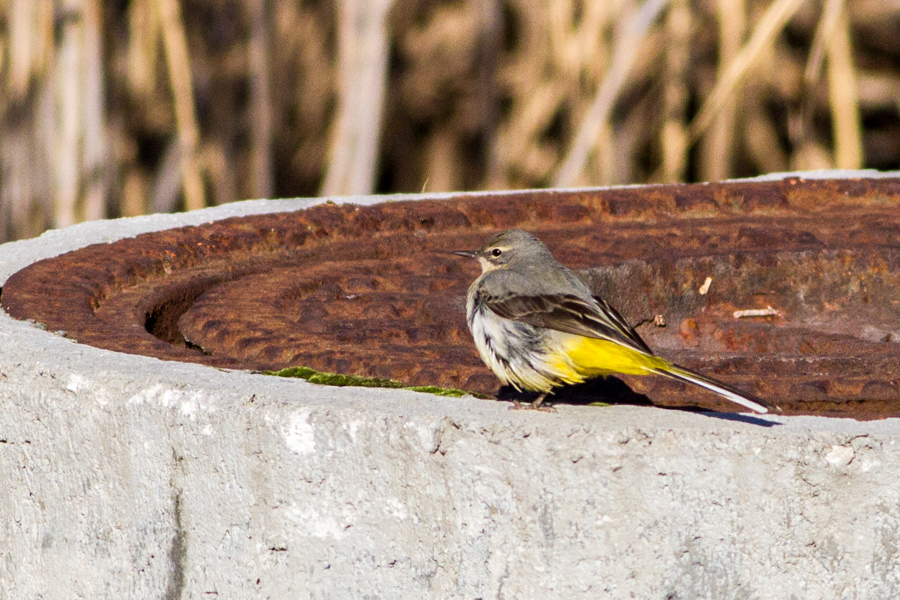 Dağ kuyruksallayanı