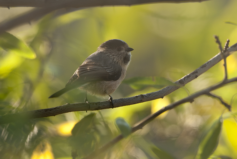 Uzunkuyruklu baştankara