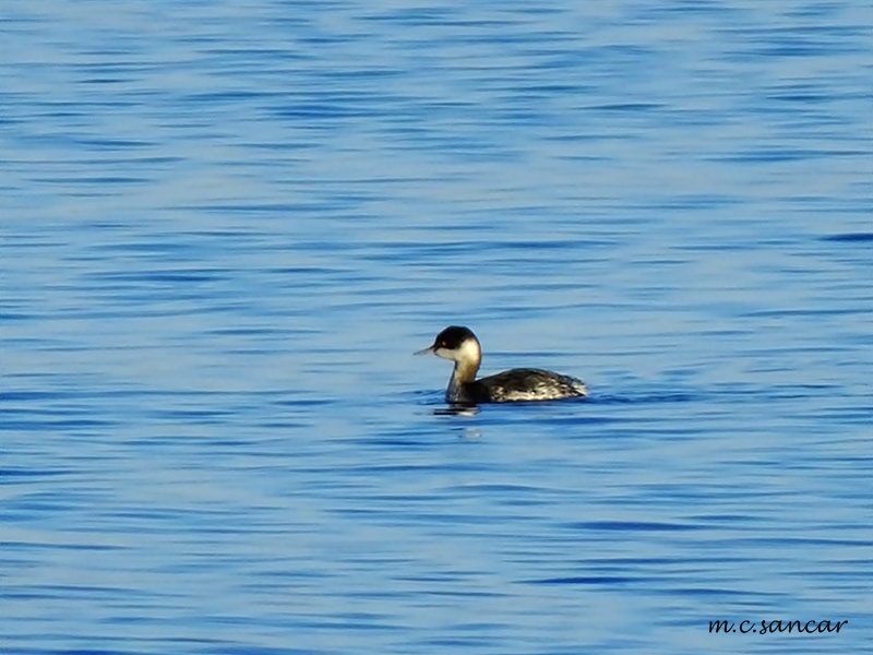 Karaboyunlu batağan