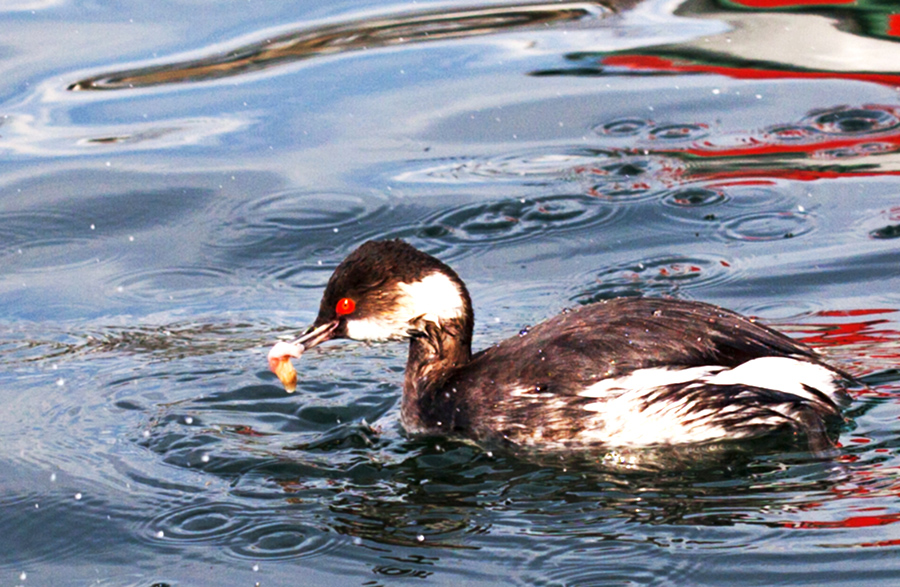 Karaboyunlu batağan