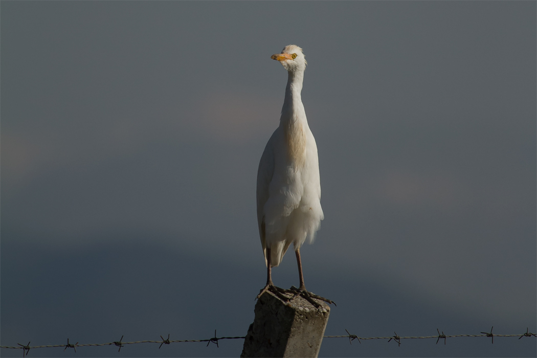 Sığır balıkçılı