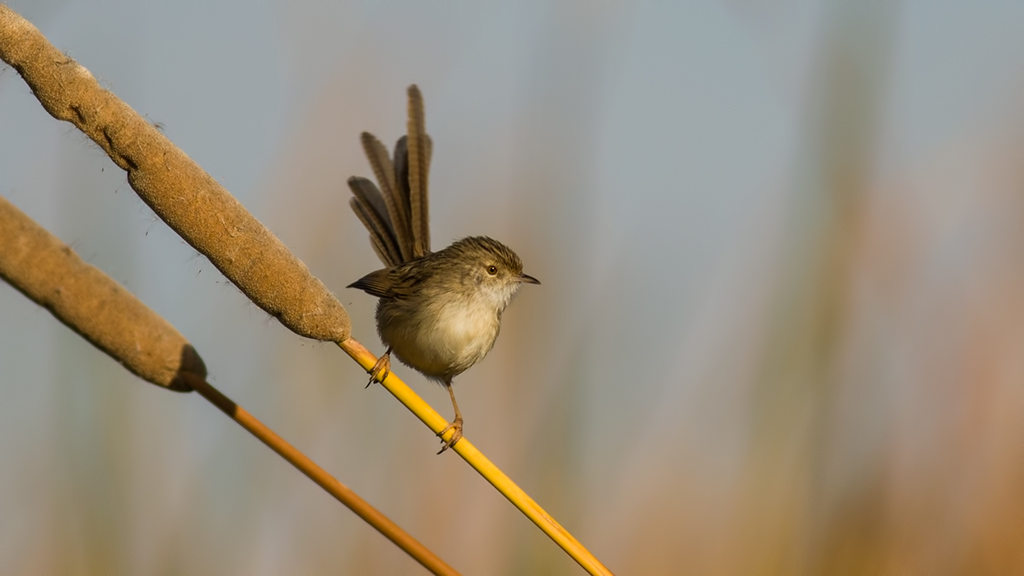 Dikkuyruklu ötleğen