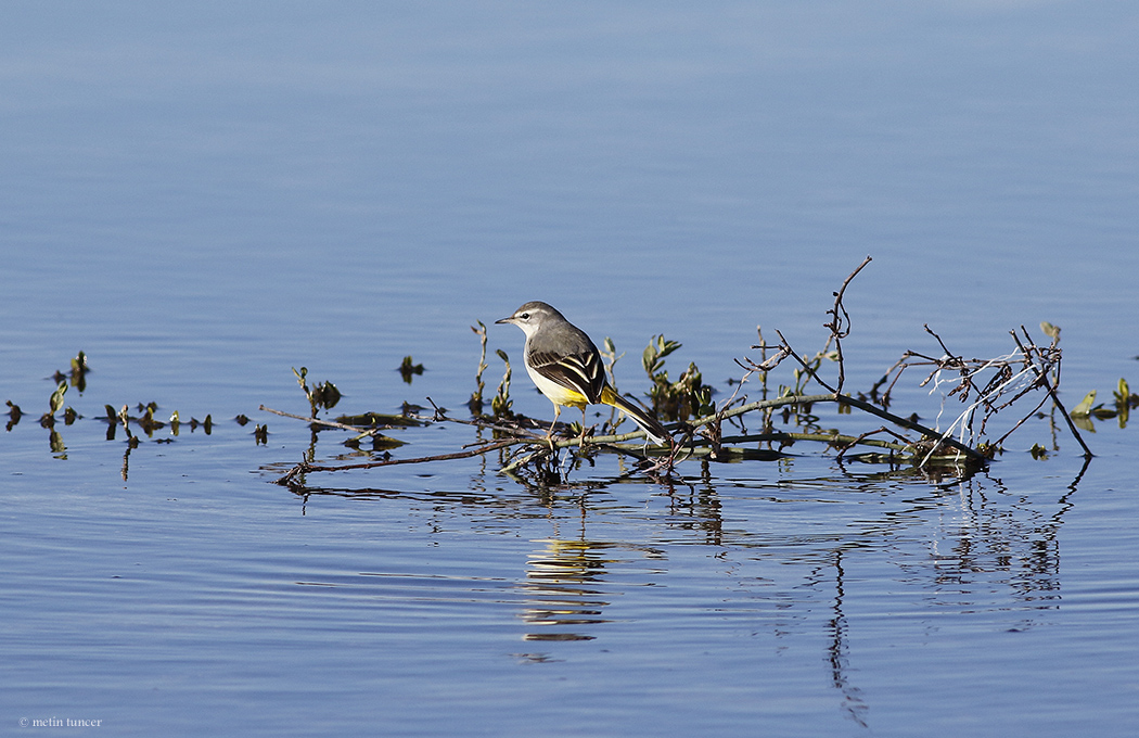 Dağ kuyruksallayanı