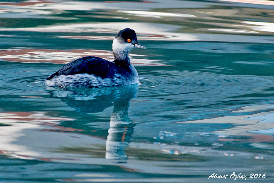Karaboyunlu batağan