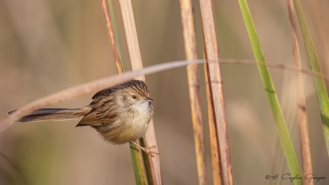 Dikkuyruklu ötleğen