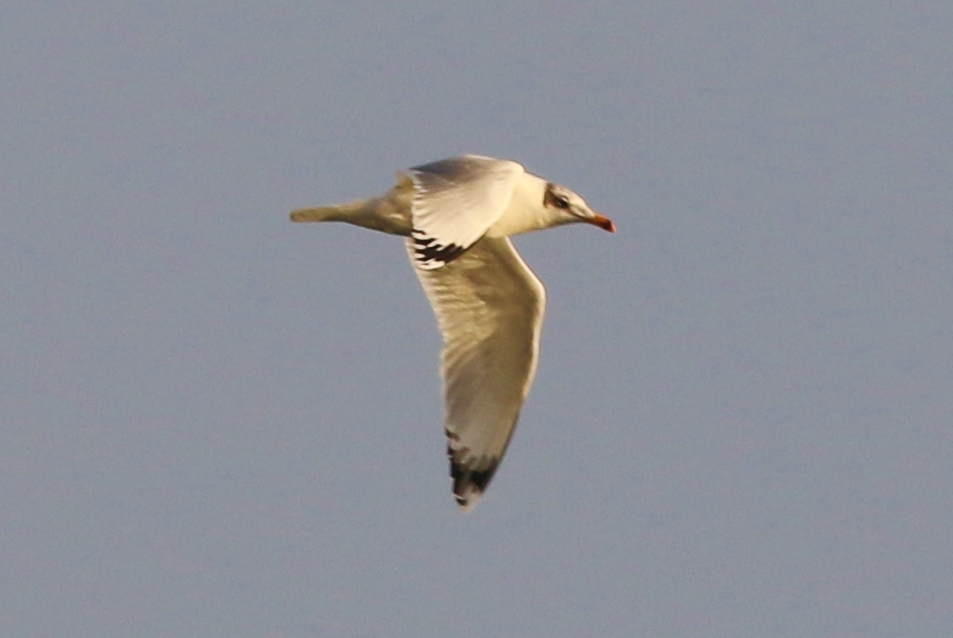 Büyük karabaş martı