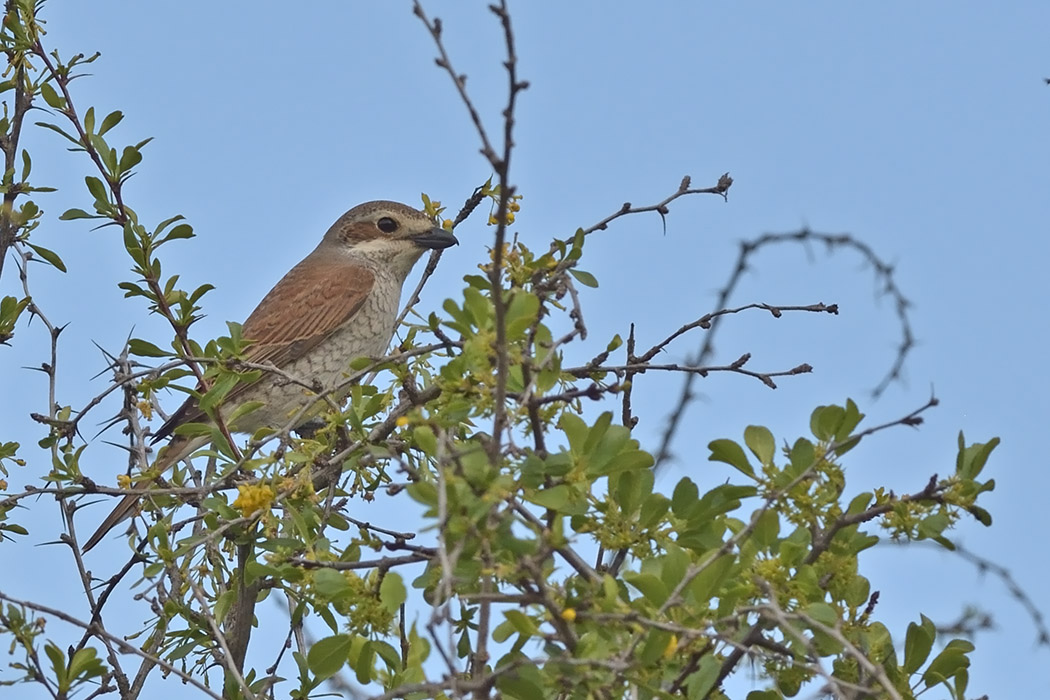 Kızılsırtlı örümcekkuşu