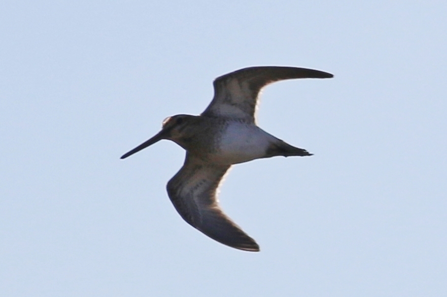 Küçük suçulluğu