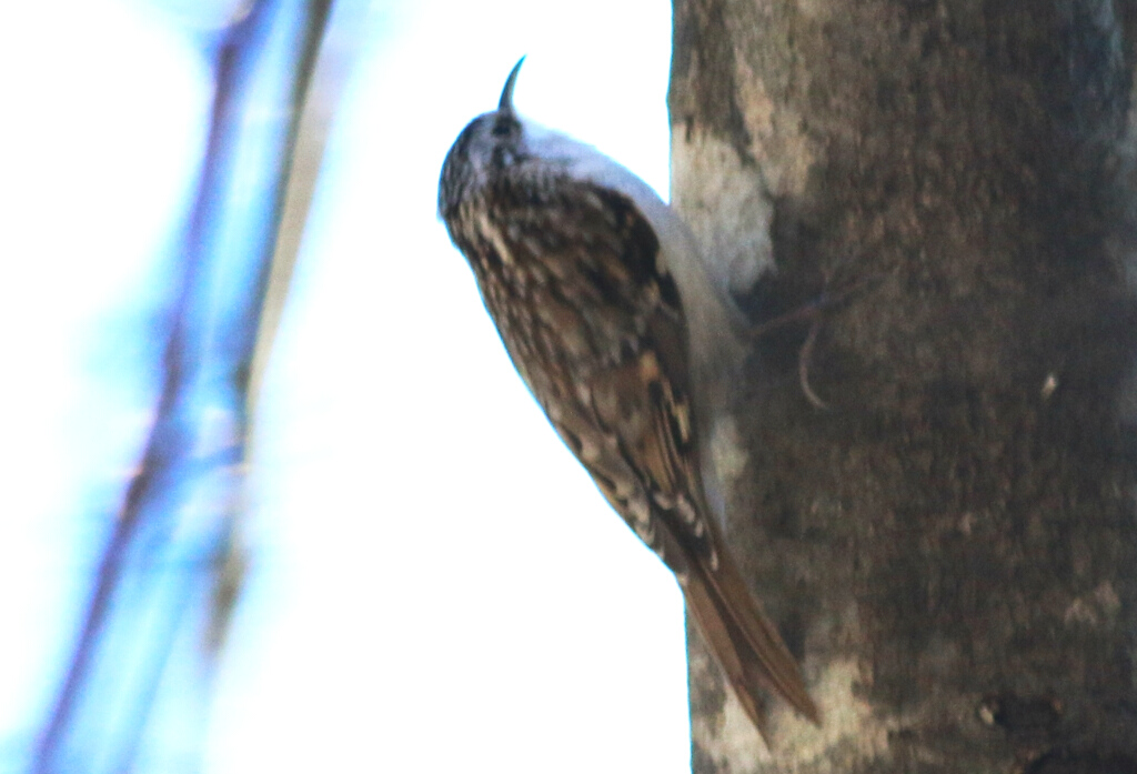 Orman tırmaşıkkuşu