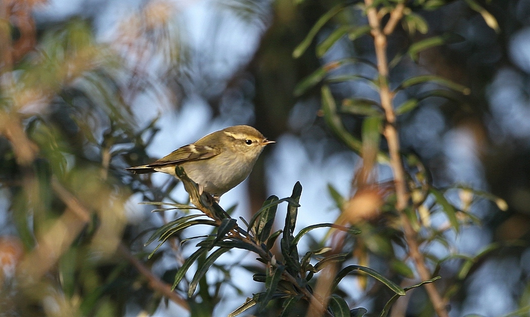 Sarıkaşlı çıvgın
