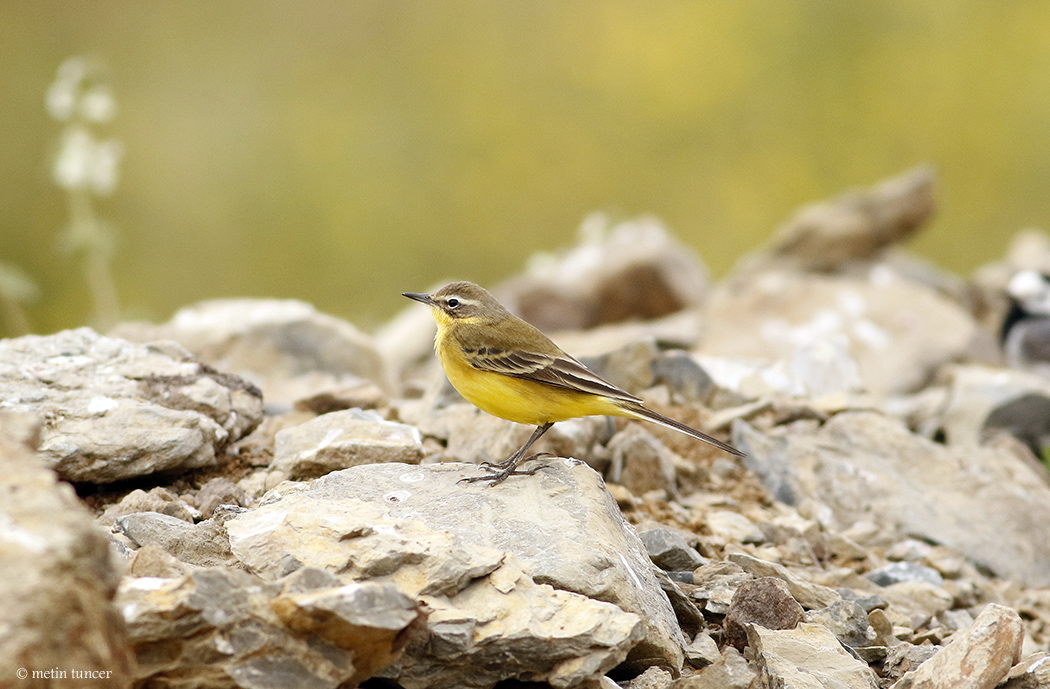 Sarı kuyruksallayan