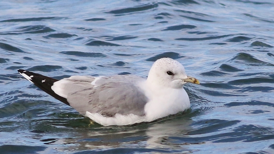 Küçük gümüş martı