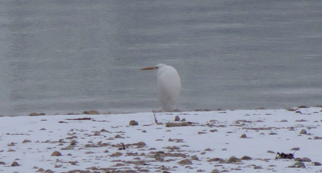 Büyük ak balıkçıl