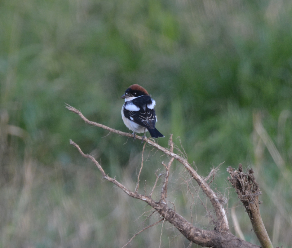 Kızılbaşlı örümcekkuşu
