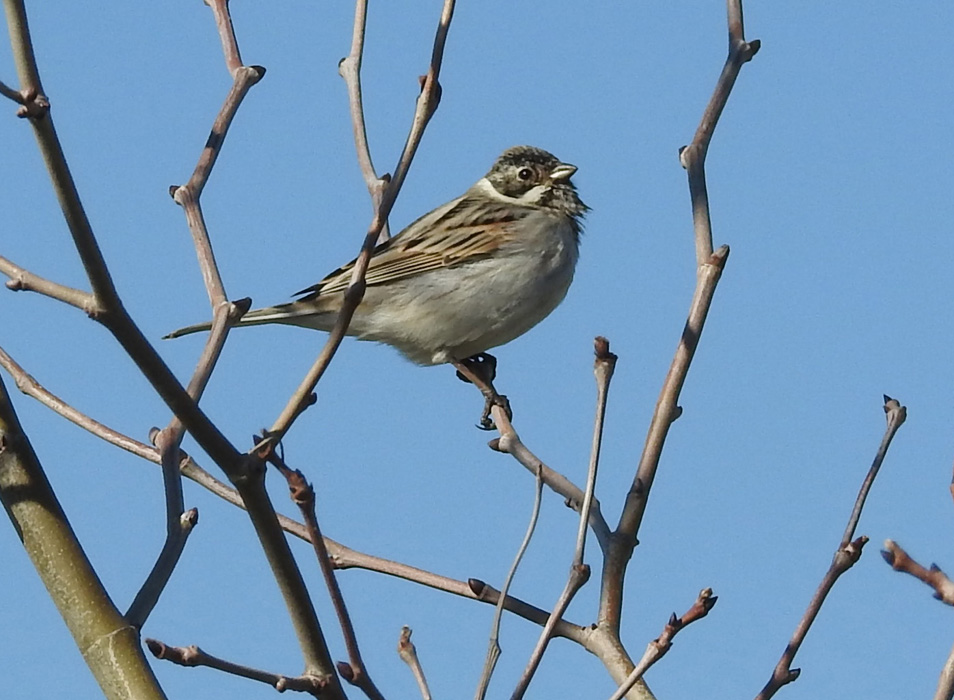 Bataklık Kirazkuşu