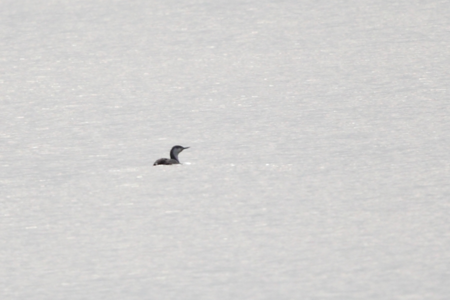 Kızılgerdanlı dalgıç