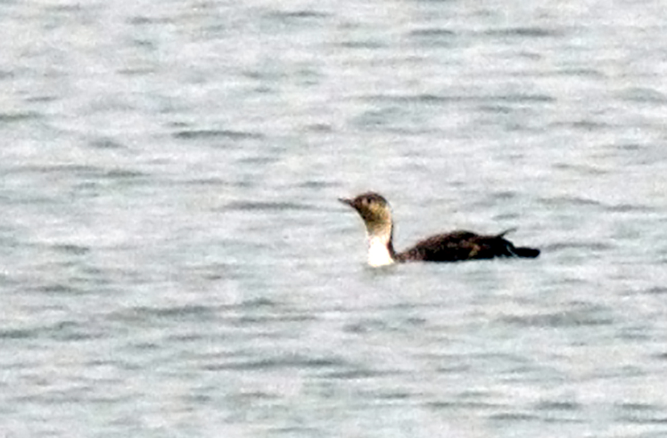 Kızılgerdanlı dalgıç