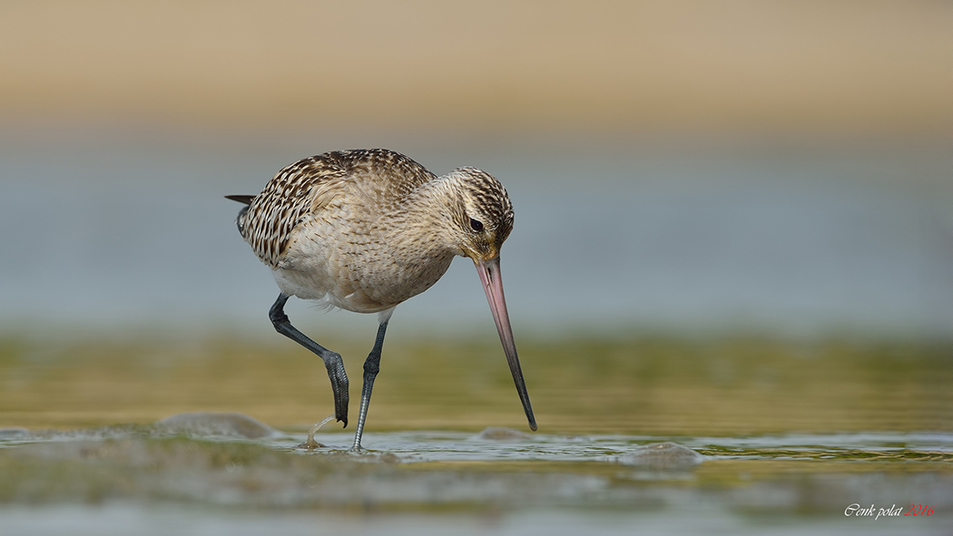 Kıyı çamurçulluğu