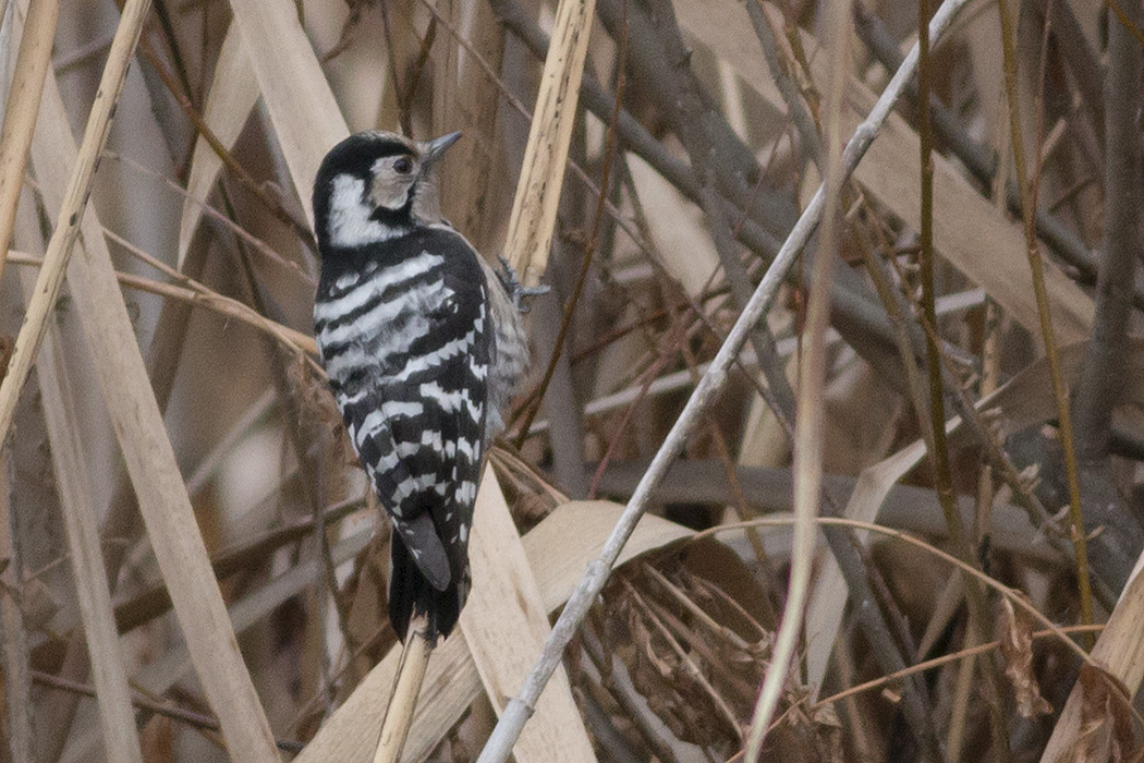 Küçük ağaçkakan