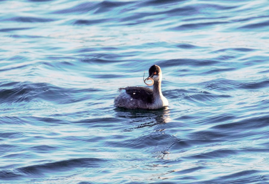 Karaboyunlu batağan