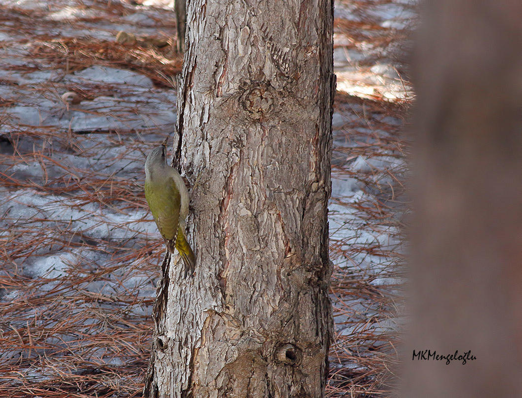 Küçük yeşil ağaçkakan