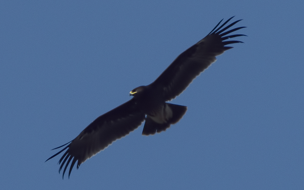 Büyük orman kartalı