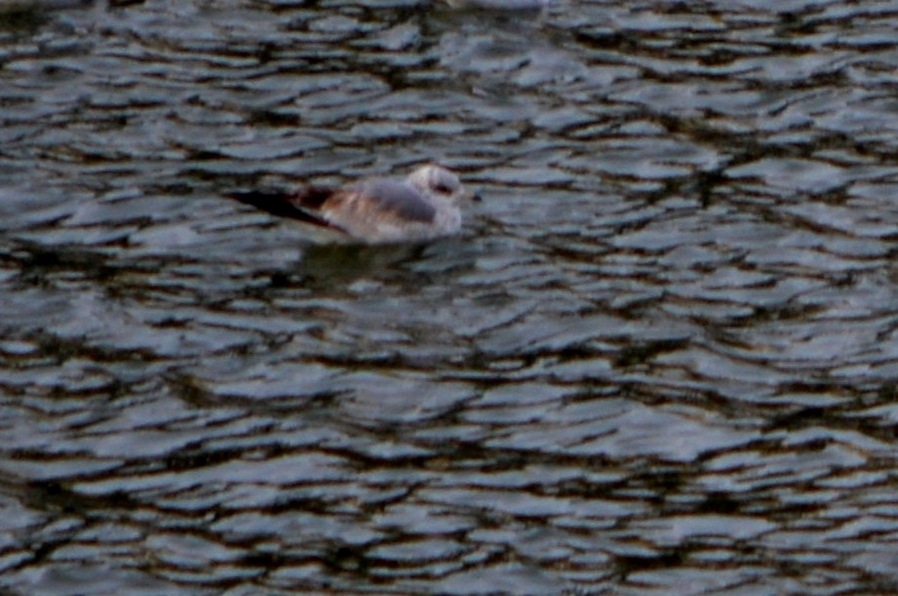 Küçük gümüş martı