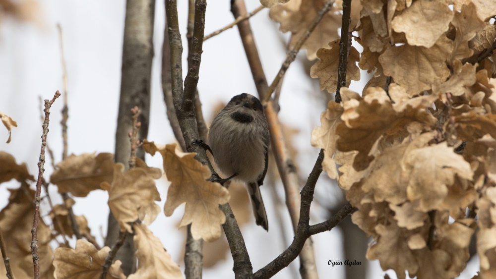 Uzunkuyruklu baştankara