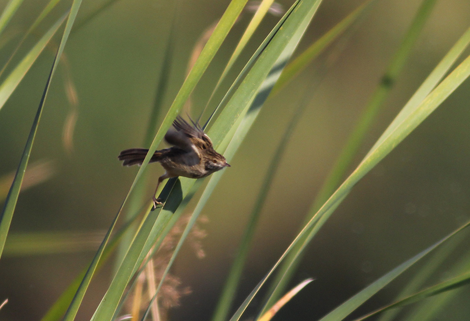 Dikkuyruklu ötleğen