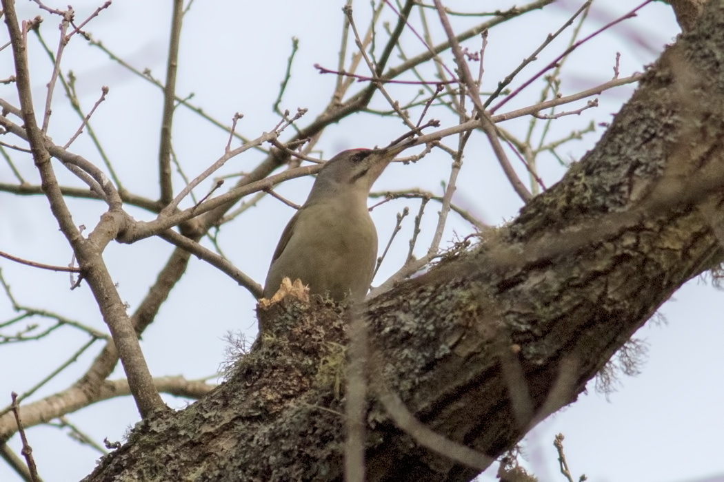 Küçük yeşil ağaçkakan