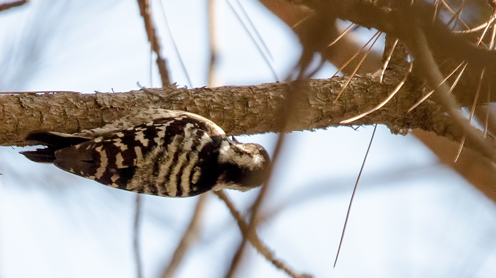 Küçük ağaçkakan