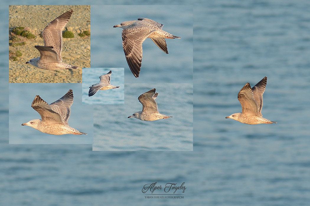 Kuzey gümüş martı