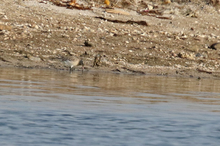 Kıyı çamurçulluğu