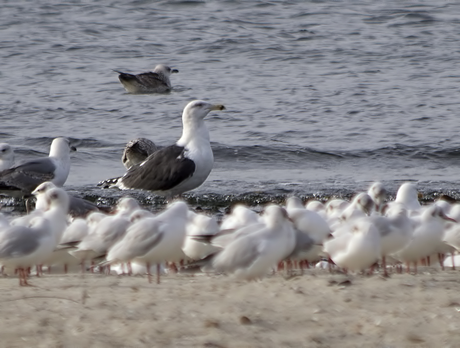 Büyük karasırtlı martı