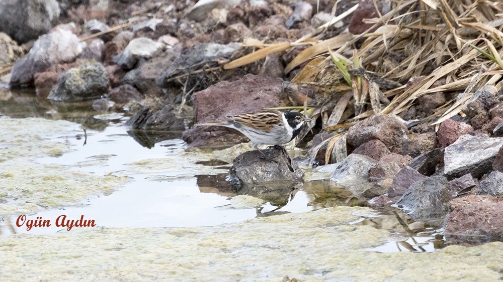 Bataklık Kirazkuşu