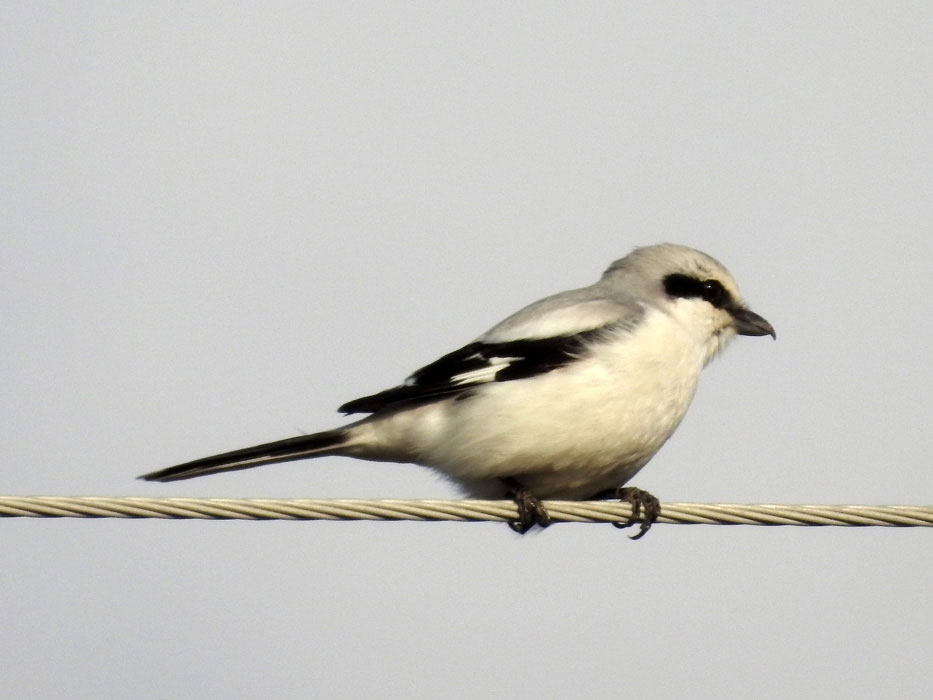 Büyük örümcekkuşu