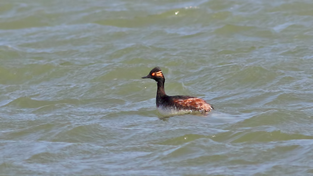 Karaboyunlu batağan