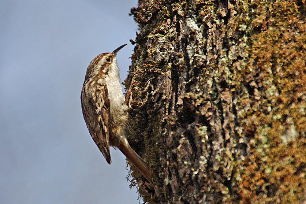 Bahçe tırmaşıkkuşu