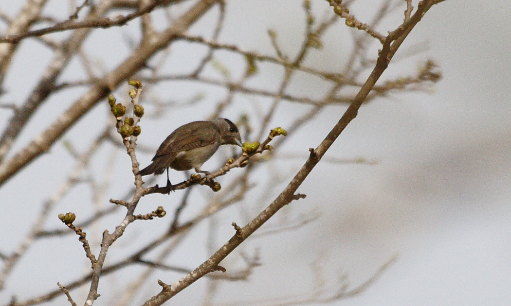 Karabaşlı ötleğen
