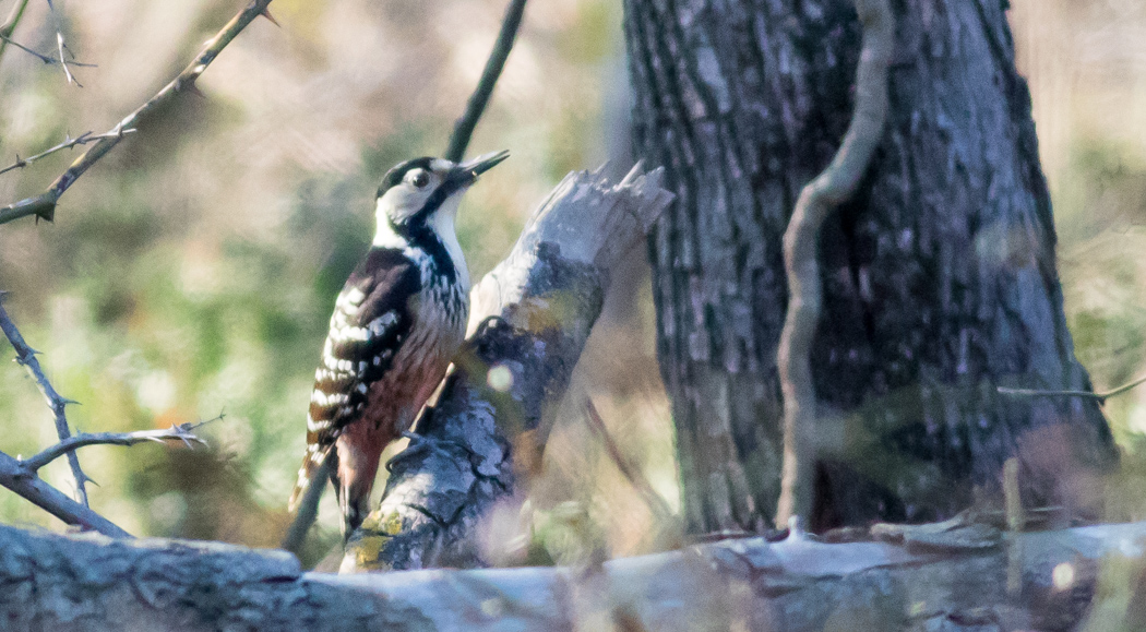 Aksırtlı ağaçkakan