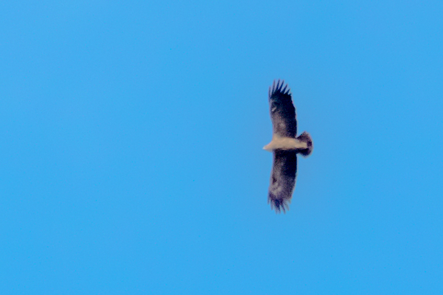 Küçük orman kartalı