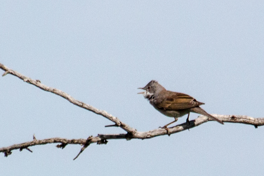 Akgerdanlı ötleğen