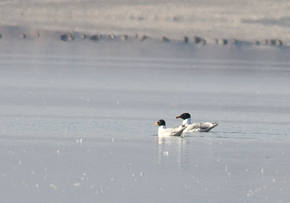 Büyük karabaş martı