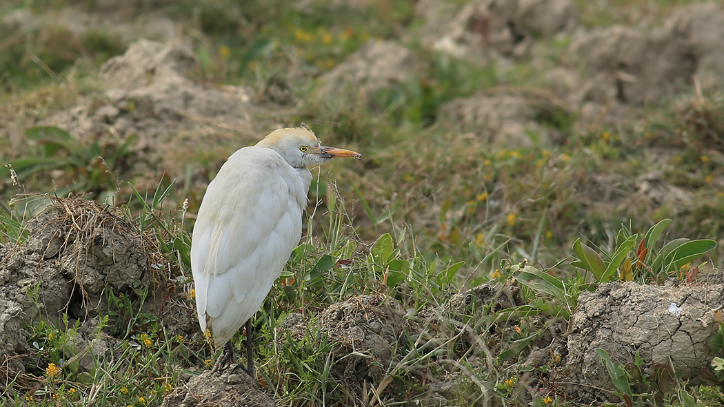 Sığır balıkçılı